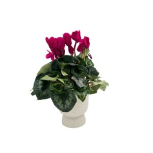 רקפת קטנה בורדו