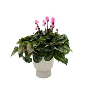 רקפת קטנה ורודה