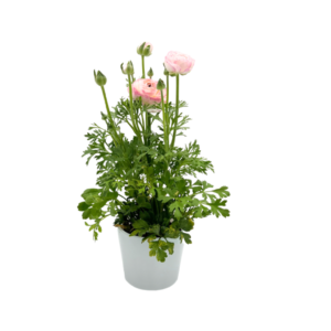 עציץ נוריות ורוד