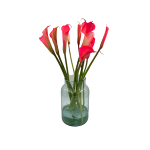 קאלות ורוד זוהר