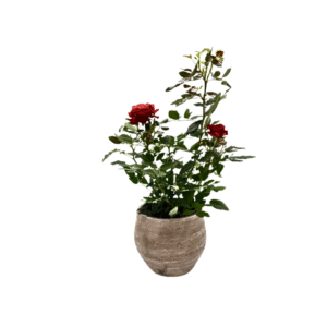 עציץ ורדים אדום