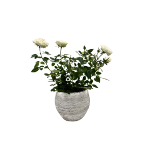 עציץ ורדים לבן