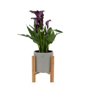 עציץ קאלות סגול