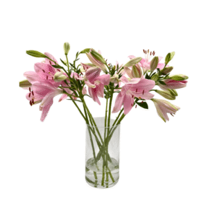 ליליות ורוד