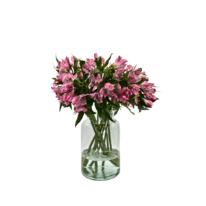 אלסטרומריה ורוד