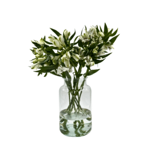 אלסטרומריה לבן