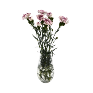 ציפורן אמריקאי לבן אדום