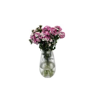 ציפורן גיבסי ורוד לבן