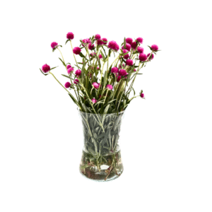 גופרנה ורוד