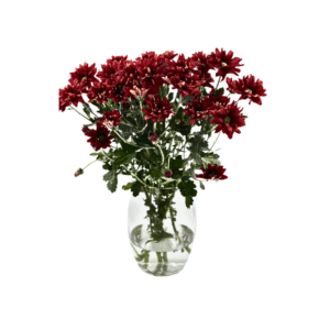 חרציות אדום