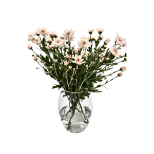 חרציות ורוד בייבי