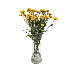 חרציות צהוב