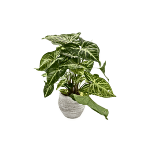 עציץ סינגוניום קטן