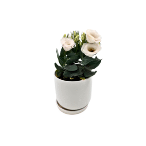 עציץ ליזי לבן