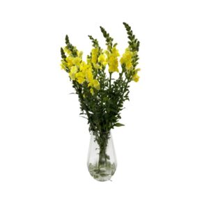 לוע ארי צהוב