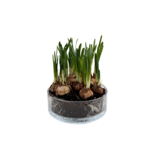 "כאן פורחים נרקיסים..."