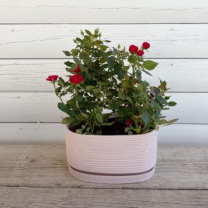 Rose Bloom- בגרסאת הוולנטיין