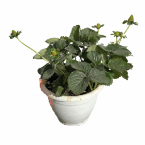 עציץ תותים- ספיישל ט"ו בשבת