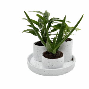 כי לא הצלחתי לבחור